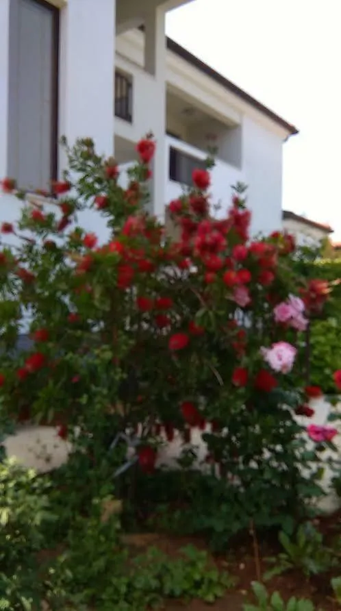 Mimoza Apartment Umag